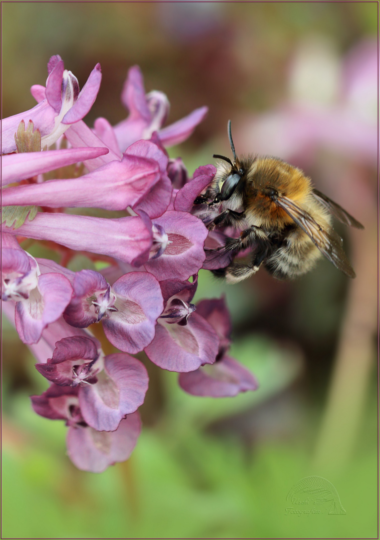 * Lerchensporn und Pelzbienchen *