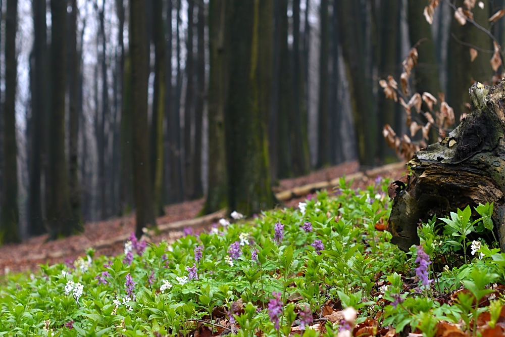 Lerchenspornblüte