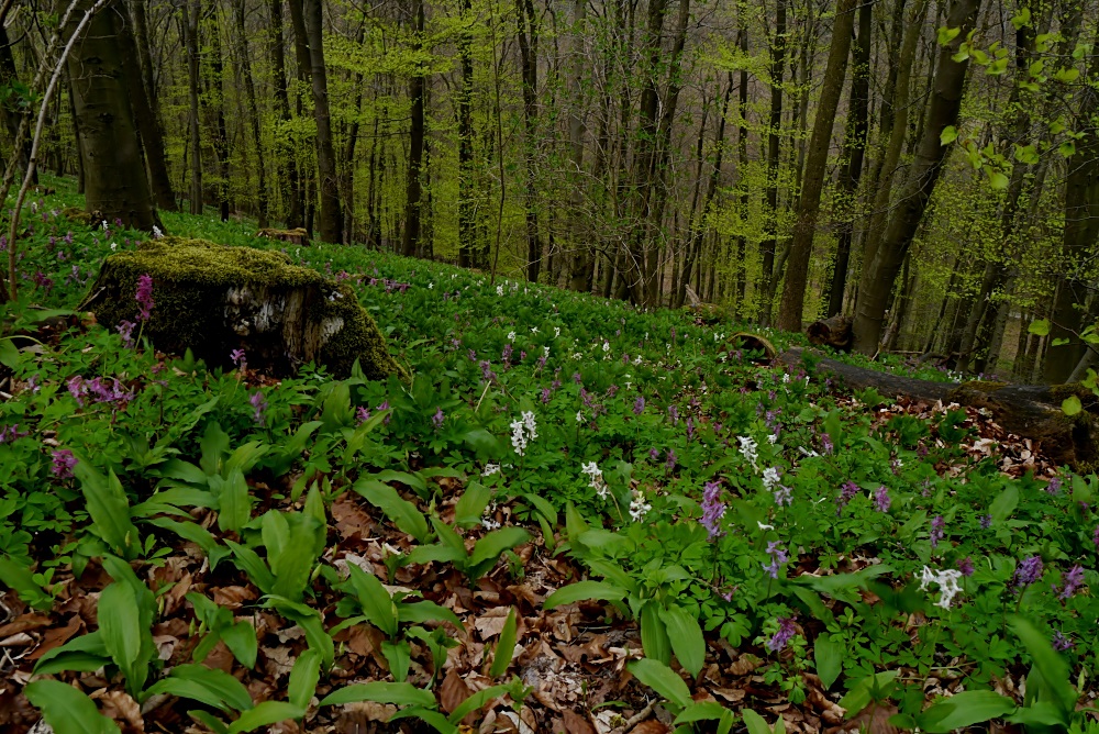 Lerchenspornblüte am Freeden