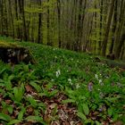 Lerchenspornblüte am Freeden