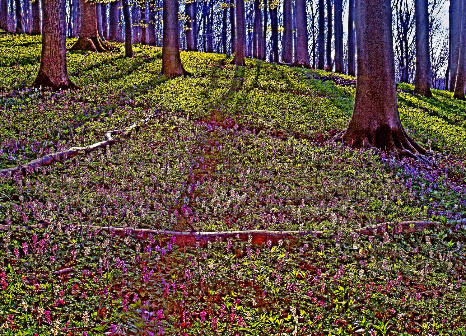 Lerchenspornblüte auf dem Bärenkopf im Lipperland