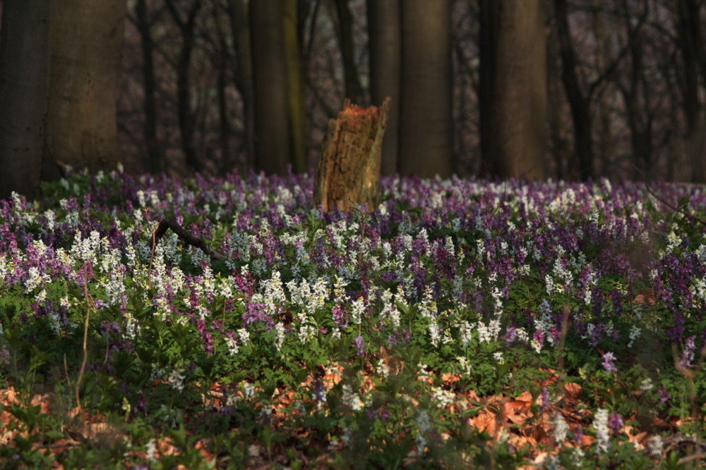 Lerchenspornblüte in Tiefental