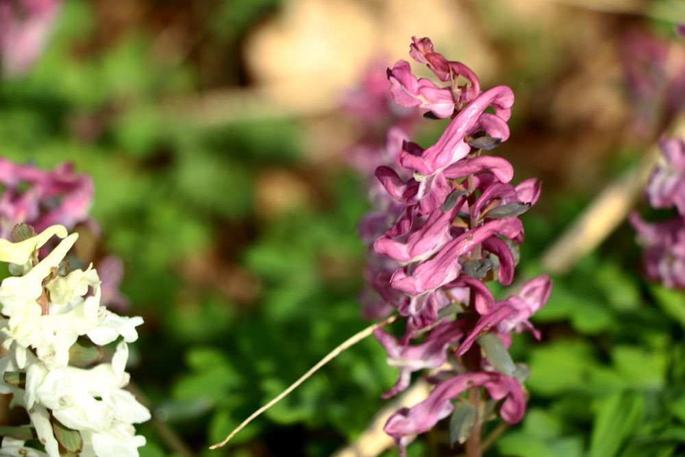 Lerchenspornblüten!