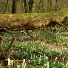 Lerchenspornblüten in den Wäldern der Mittelweser!