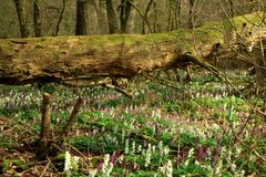 Lerchenspornblüten in den Wäldern der Mittelweser!