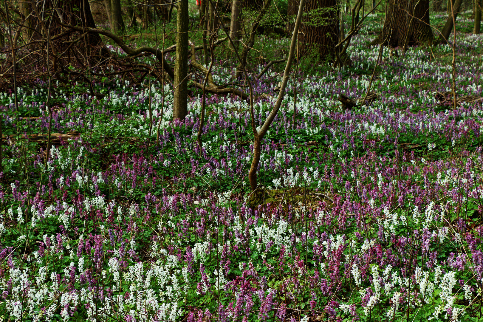 Lerchenspornblüten in Norddeutschland!