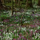 Lerchenspornblüten in Norddeutschland!