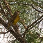 Lerchenstärling - Eastern Meadowlark (Sturnella magna)