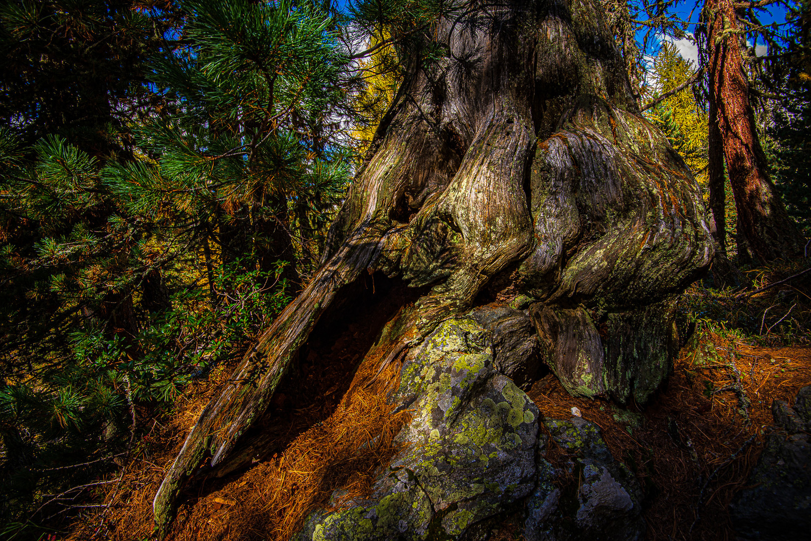 Lerchenstamm im Aletschwald