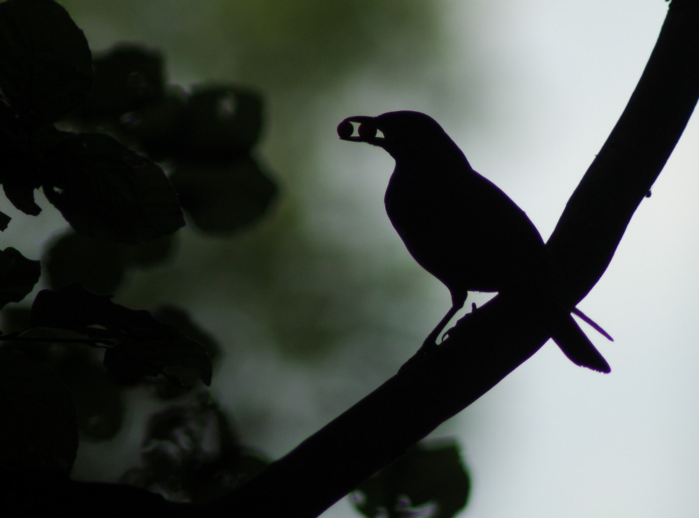 Lerchenvogel auf Ast