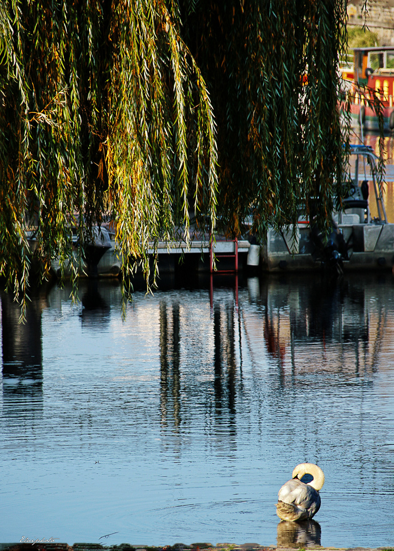 L'Erdre bleue 