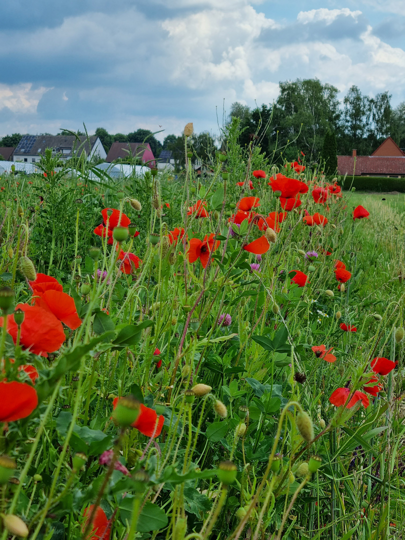 Lernbauernhof Schulte Tigges Dortmund 