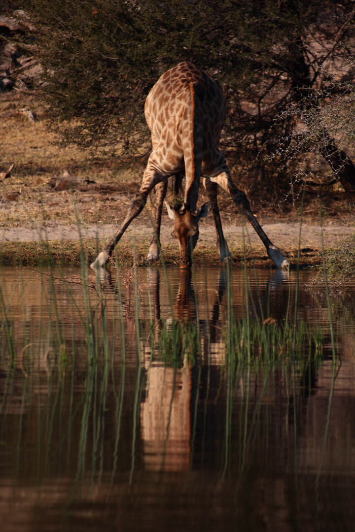 Leroo La Tau, Makgadikgadi pan, Botswana 2