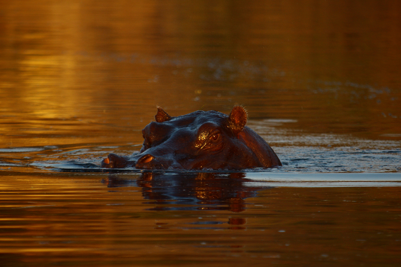 Leroo La Tau, Makgadikgadi pan, Botswana 3