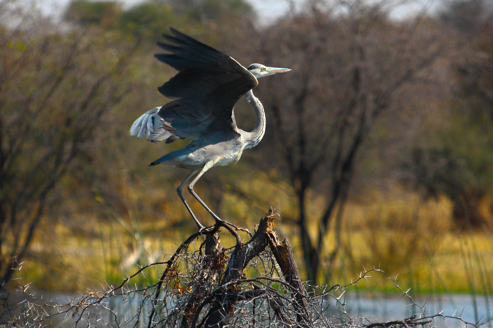 Leroo La Tau, Makgadikgadi pan, Botswana 4