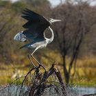 Leroo La Tau, Makgadikgadi pan, Botswana 4