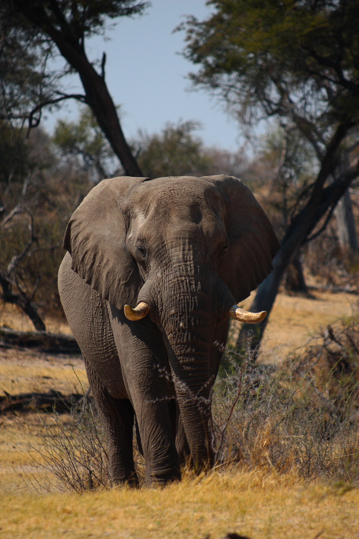 Leroo La Tau, Makgadikgadi pan, Botswana 5