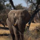 Leroo La Tau, Makgadikgadi pan, Botswana 5