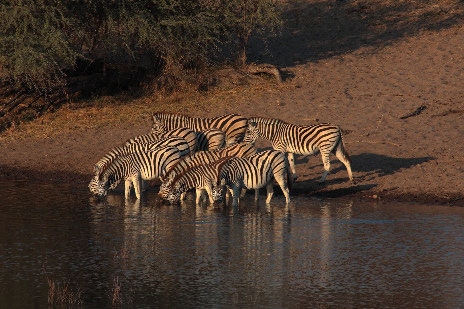 Leroo La Tau, Makgadikgadi pan, Botswana