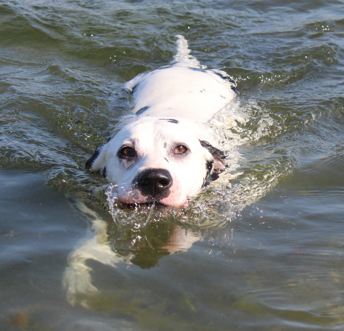 Leroy, der Seehund