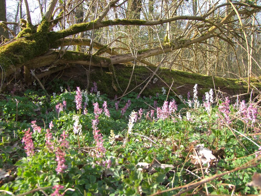 Lerschenspornblüten