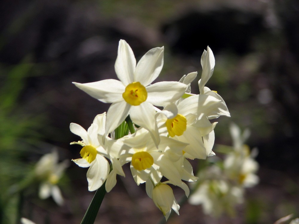 les 1er narcisses