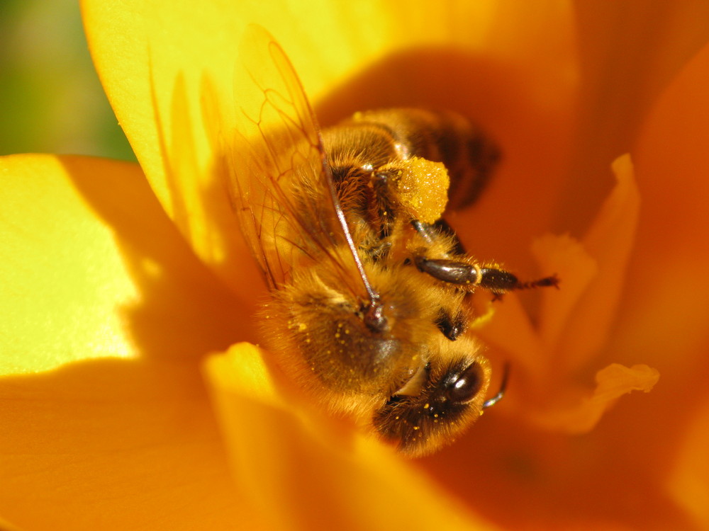 Les 1ères abeilles