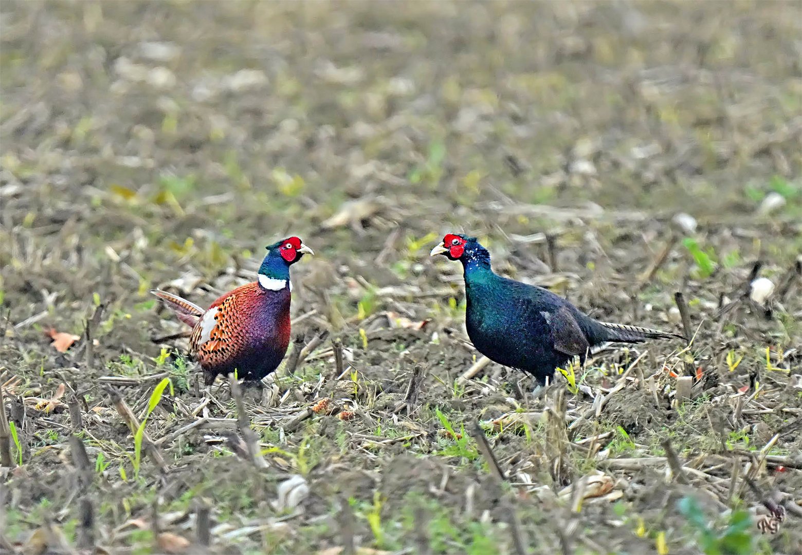 Les 2 faisans dans la nature