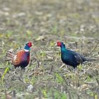 Les 2 faisans dans la nature