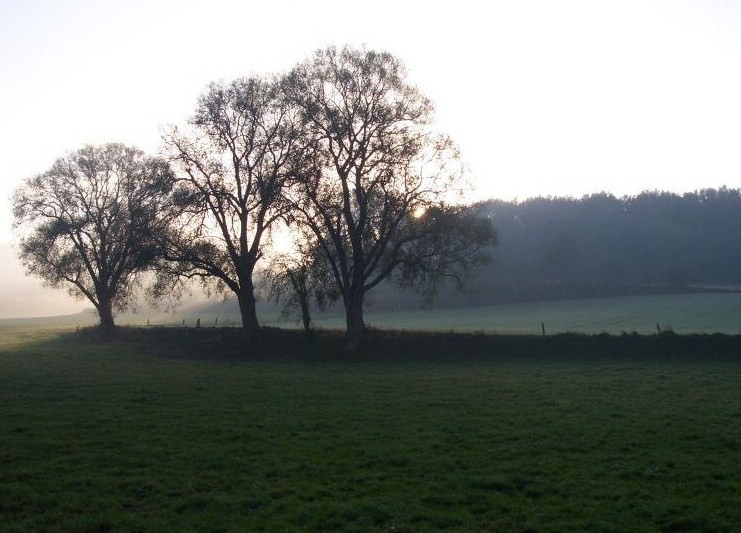 Les 3 arbres