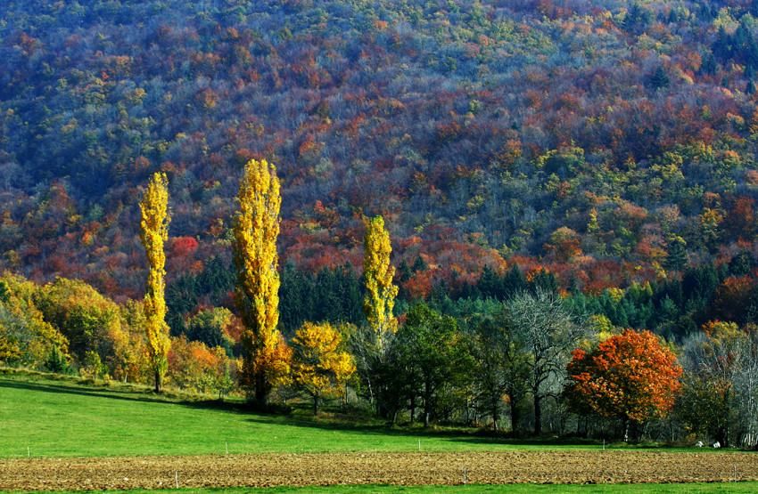 LES 3 ARBRES