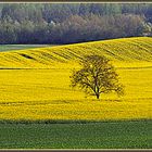 LES 3 ARBRES