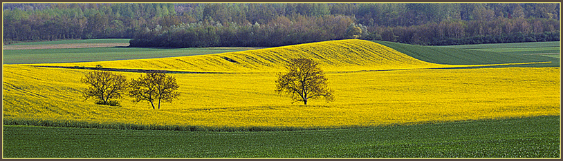 LES 3 ARBRES