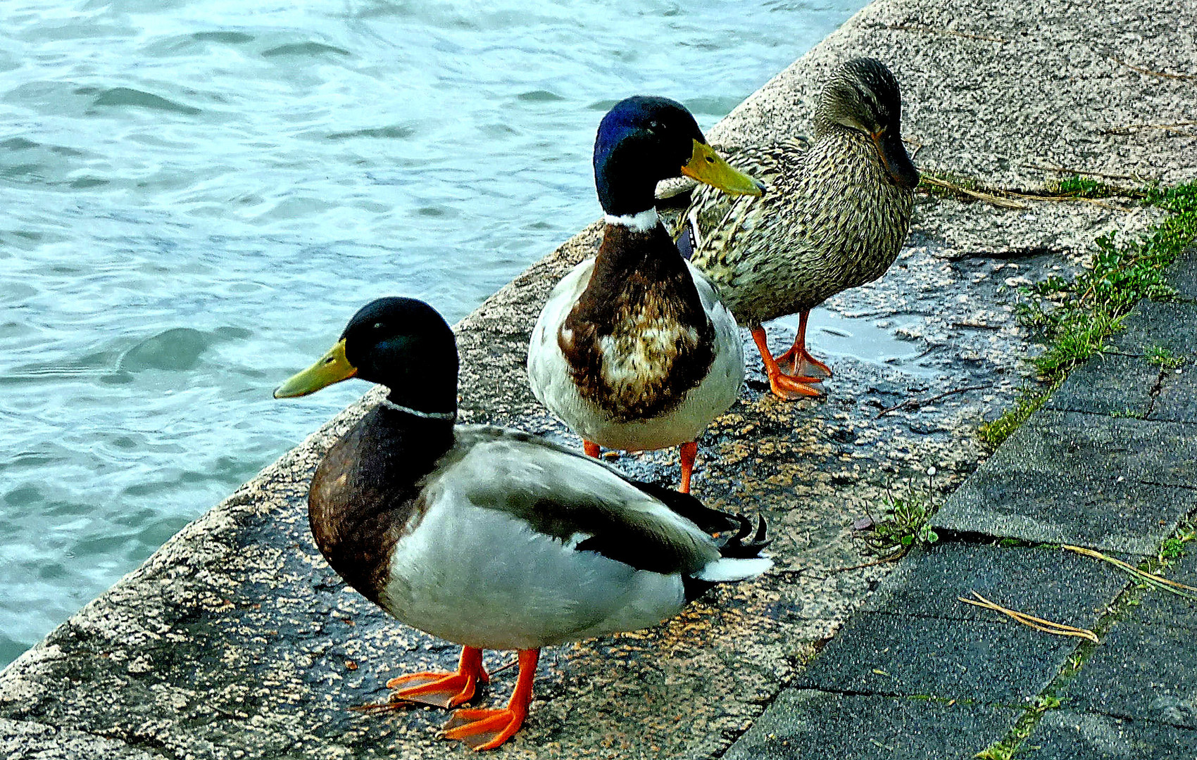 Les 3 canards