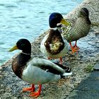 Les 3 canards