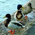 Les 3 canards