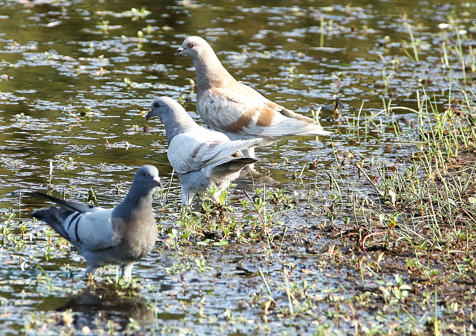 les 3 pigeons !