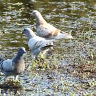 les 3 pigeons !