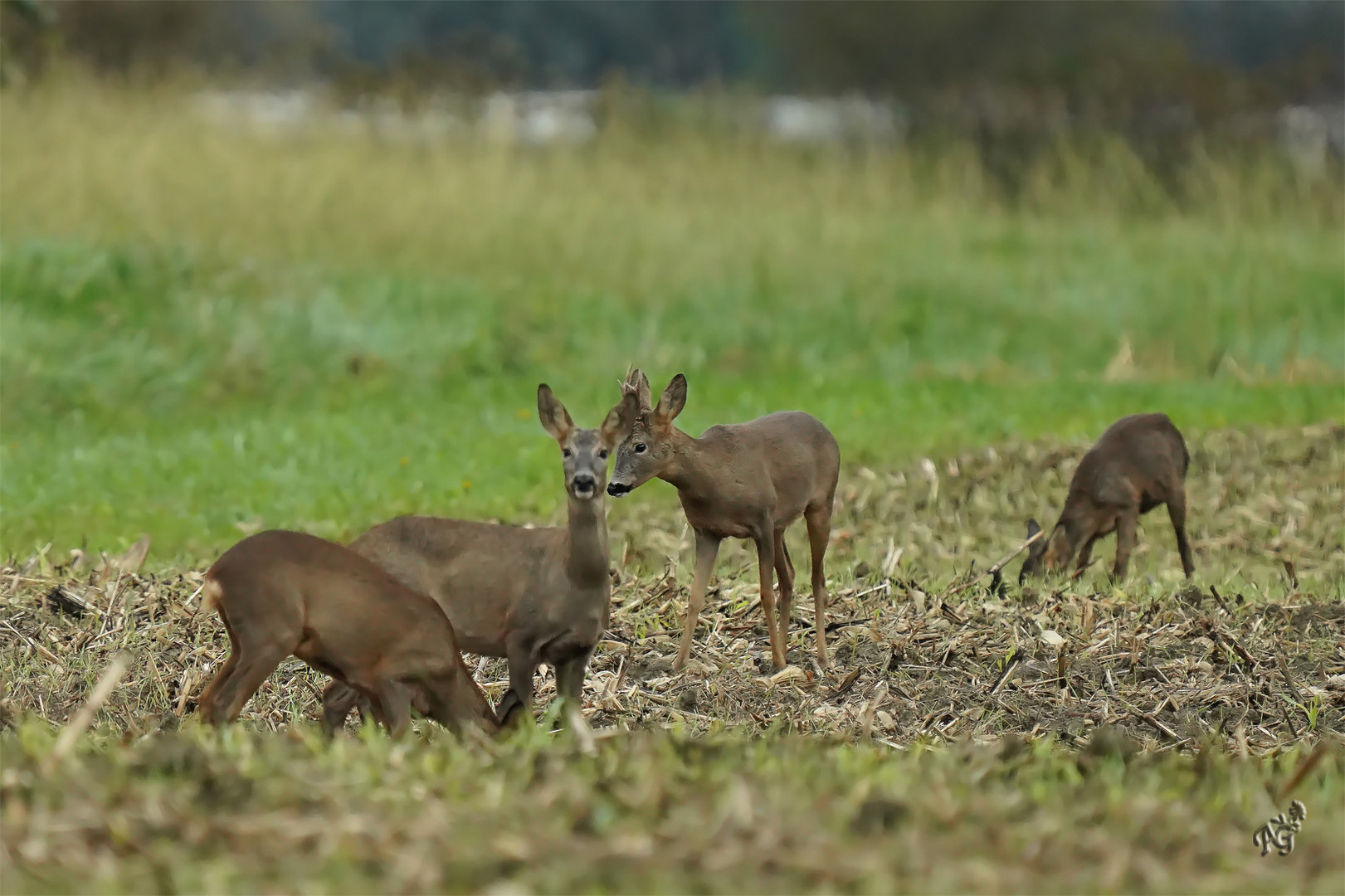 Les 4 chevreuils...