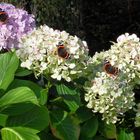 les 4 vulcains sur des hortensia