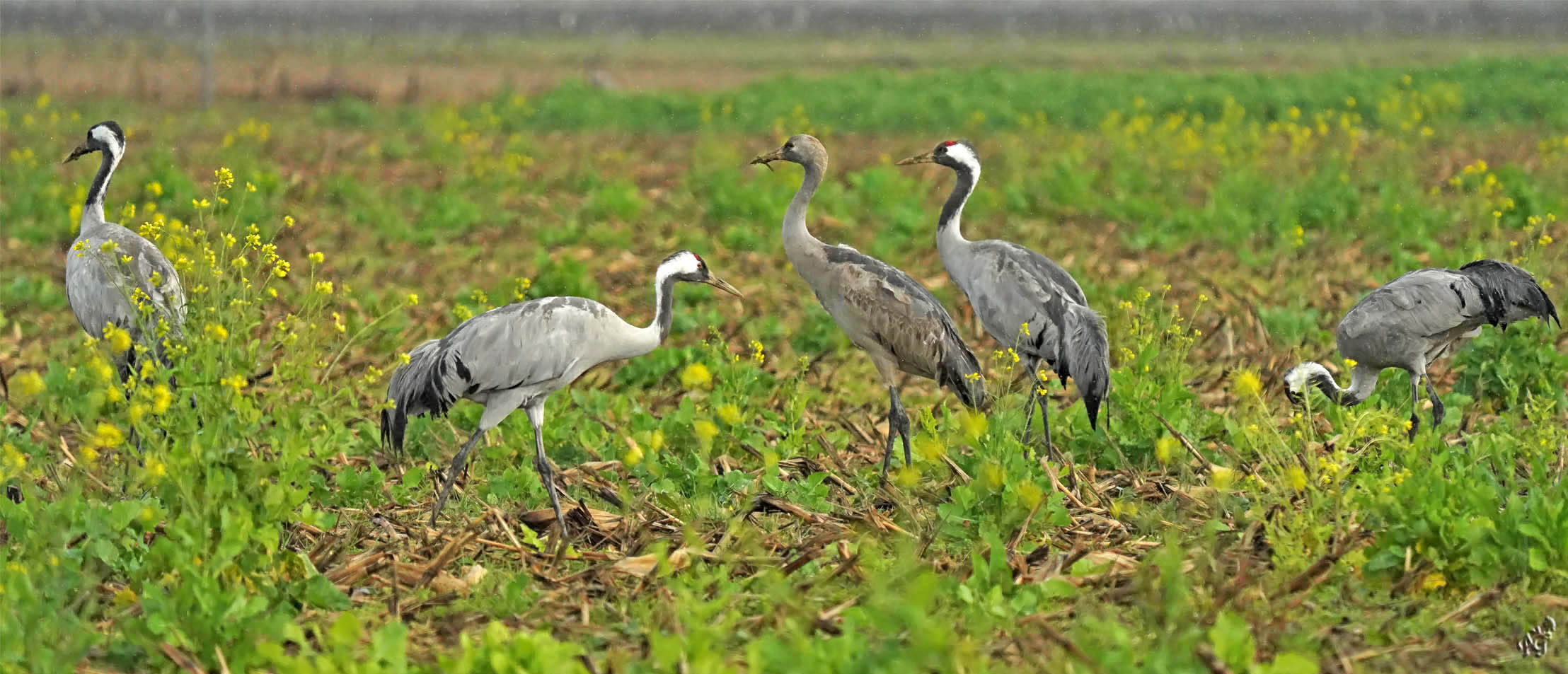 les 5 grues