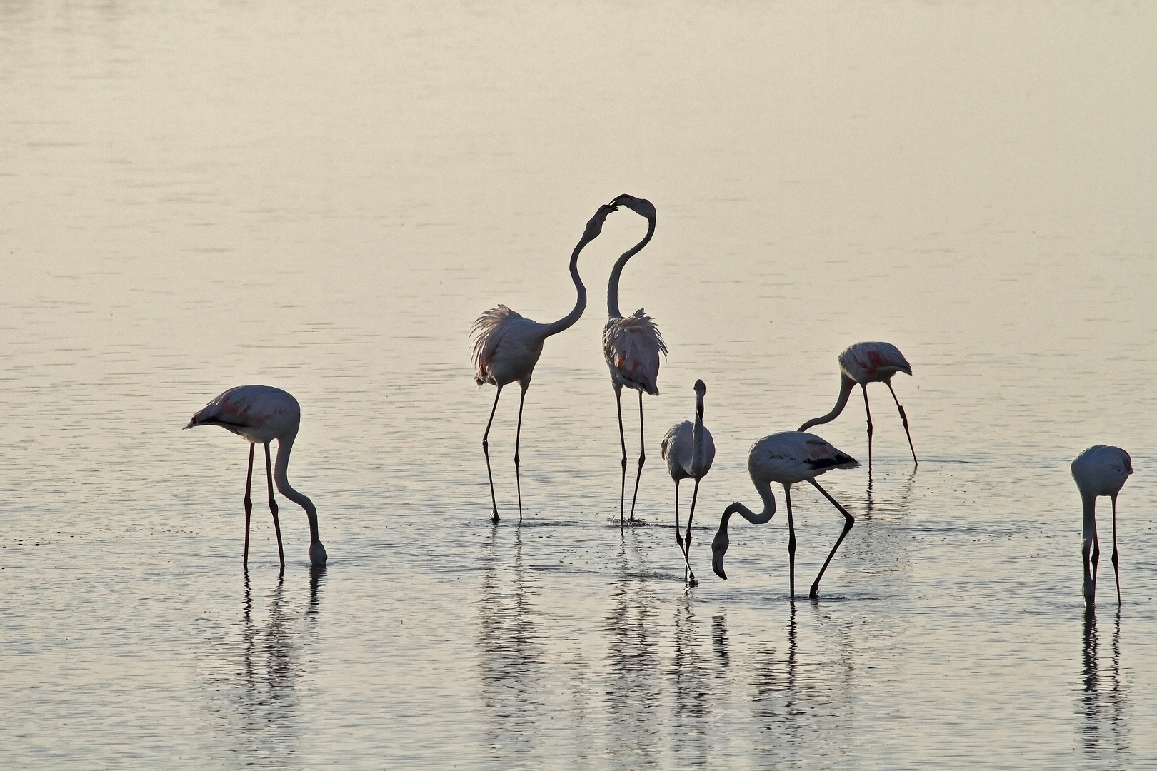 Les 7 flamants .....