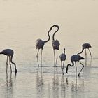 Les 7 flamants .....