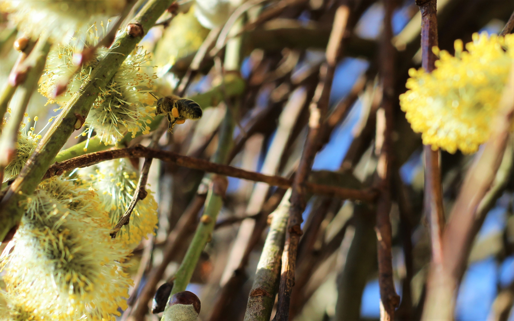 Les abeilles annoncent le printemps !