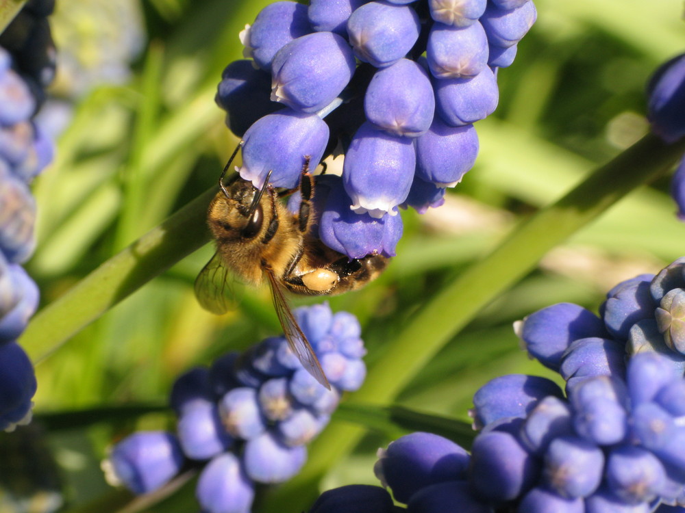 Les abeilles arrivent...