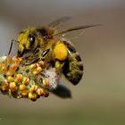 les abeilles commence à sortir.