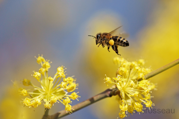 les abeilles reviennent !