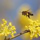 les abeilles reviennent !