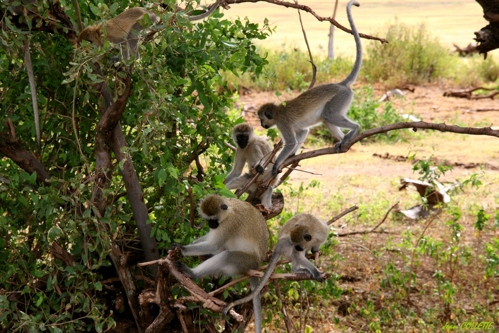 Les acrobates