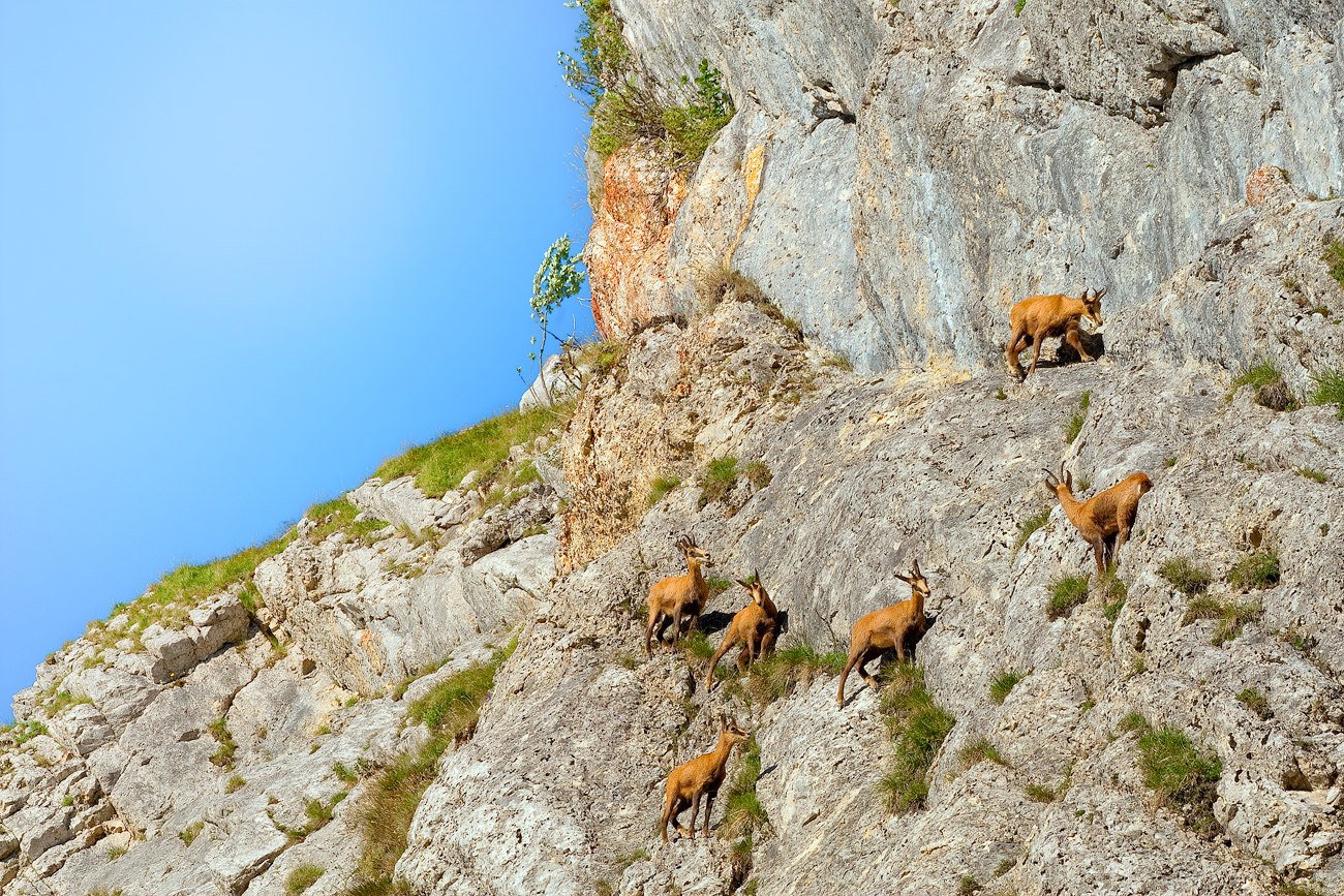 Les acrobates de la falaise 